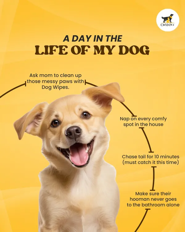 A day in the life of a dog is very, very busy. It involves important tasks like napping, chasing tails, and making sure their hooman is never alone.