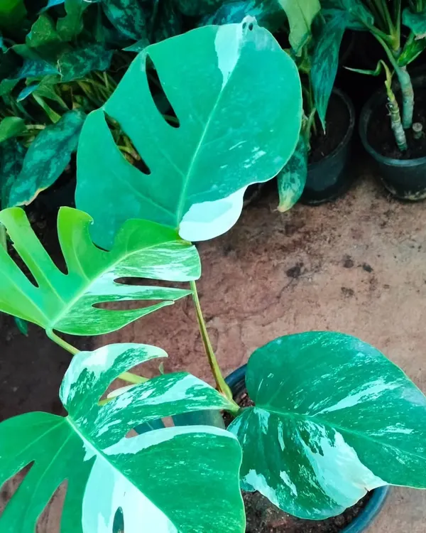 The Variegated Monstera is a true showstopper. This particular plant showcases a beautiful balance of green and white, with the classic leaf fenestrations that collectors love.