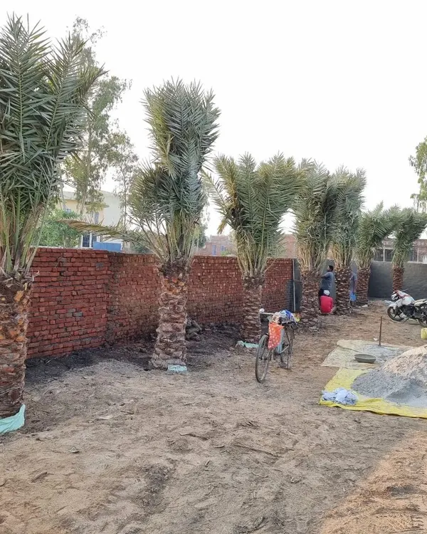 A row of mature Date Palm trees being installed at a client's site. Using large, established trees like these creates an instant, dramatic effect in any landscape.