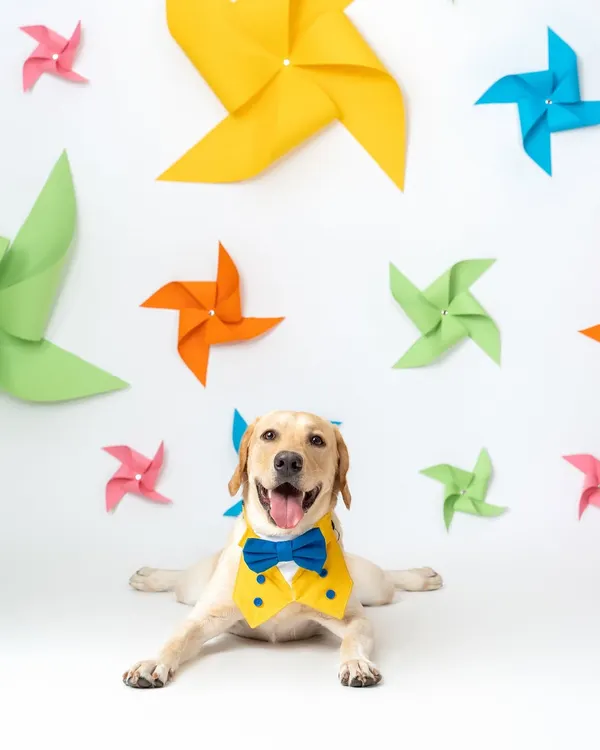 This happy Labrador is dressed to impress in a little tuxedo bib against our colorful pinwheel set for Heads Up For Tails. The bright, cheerful setup was designed to feel like a party, and this dog was the perfect guest of honor.