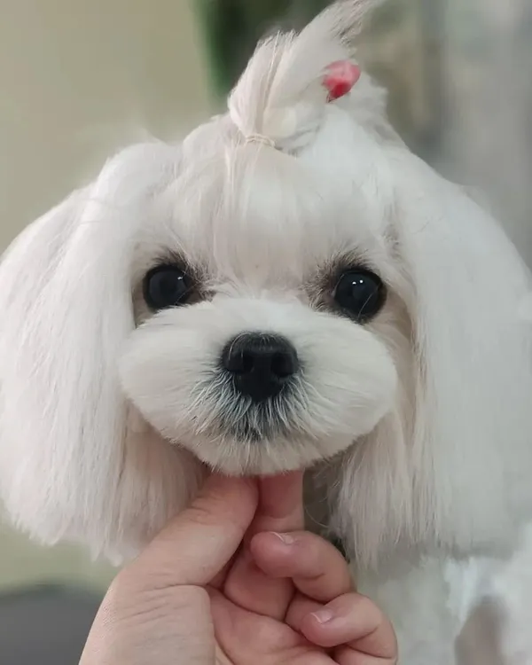 The result of a professional grooming session is all in the details. This photo showcases a flawless teddy bear cut on a small breed dog, with clean lines around the face and ears for a picture perfect finish.