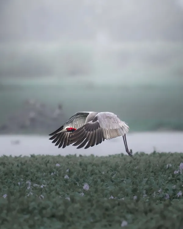 A Sarus Crane in flight over the misty morning landscape of Dhanauri Wetland. The soft light and fog create an ethereal mood, highlighting the bird's massive wingspan. This is the kind of serene beauty that makes early mornings in the wetlands so special.
