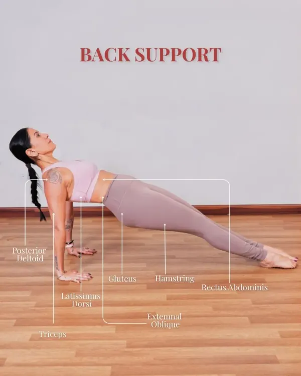 This diagram illustrates the muscles engaged during a back support exercise on the mat. It's a powerhouse move that targets multiple groups to build core strength and postural control.