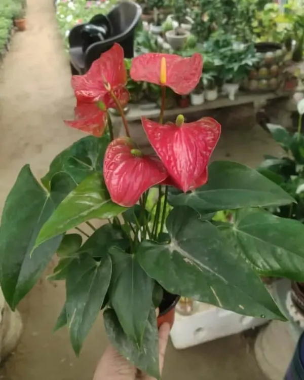 The Anthurium, with its bright red, heart-shaped flowers and glossy leaves, is a beautiful and long-lasting indoor flowering plant. It's a great alternative to a bouquet of flowers.
