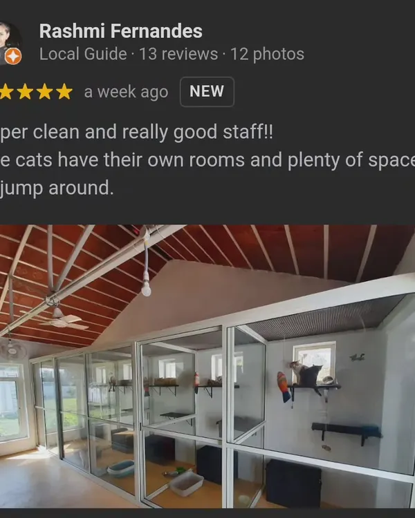 A look inside our spacious, multi-level cattery suites, as featured in a client's review. Each space is designed for climbing, jumping, and relaxing in a clean, secure environment.