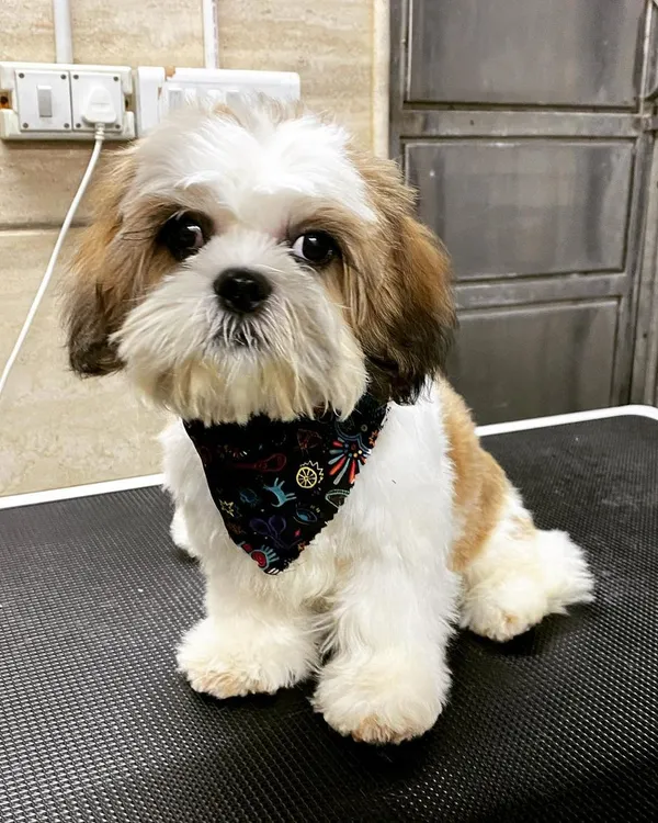 This is Dollar the Shih Tzu after his very first grooming session. I introduced him to the tools and sounds slowly to make it a positive experience.