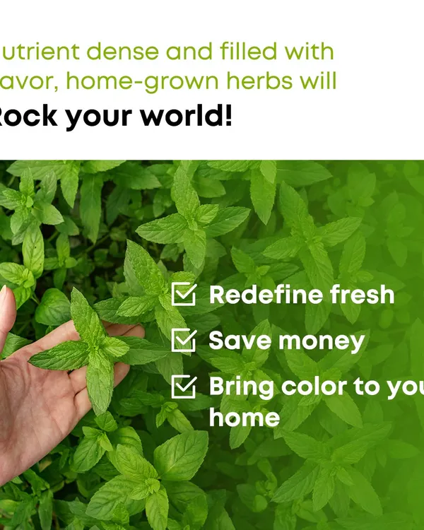 There's nothing like the flavor of home-grown herbs. Growing your own mint, basil, or rosemary is a simple way to redefine freshness, save money, and add natural beauty to your home.