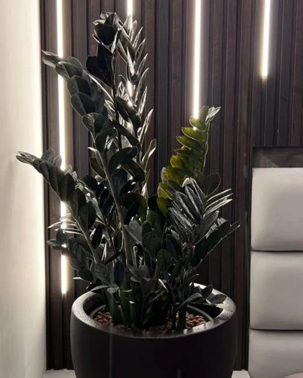 This is one of my favorite projects. I used a ZZ Raven plant, known for its dark, dramatic leaves, and placed it against a custom-lit wooden wall. It shows how the right plant can become a piece of living art in a modern bedroom.