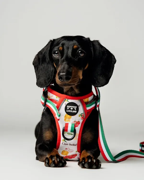 This is one of my favorite shots for the brand Luxolandshop. I focused on creating a sharp, clean e-commerce photo that lets the beautiful "Ciao Bella" harness design shine. Getting this lovely dachshund to pose so perfectly was a treat, and the result is a high-quality product image that really pops.