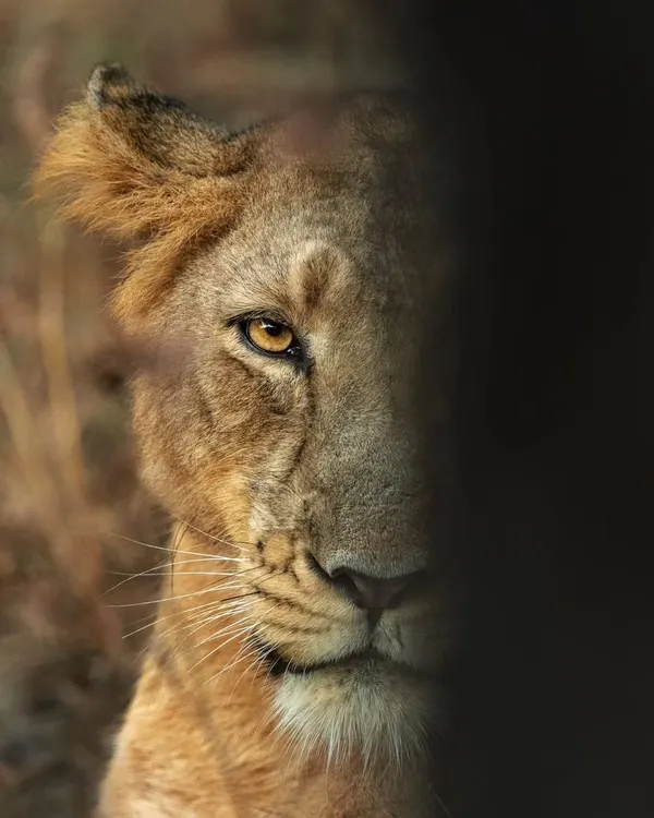 A creative portrait of a lioness, with half her face obscured by shadow. This artistic choice creates a sense of mystery and highlights her piercing golden eye.