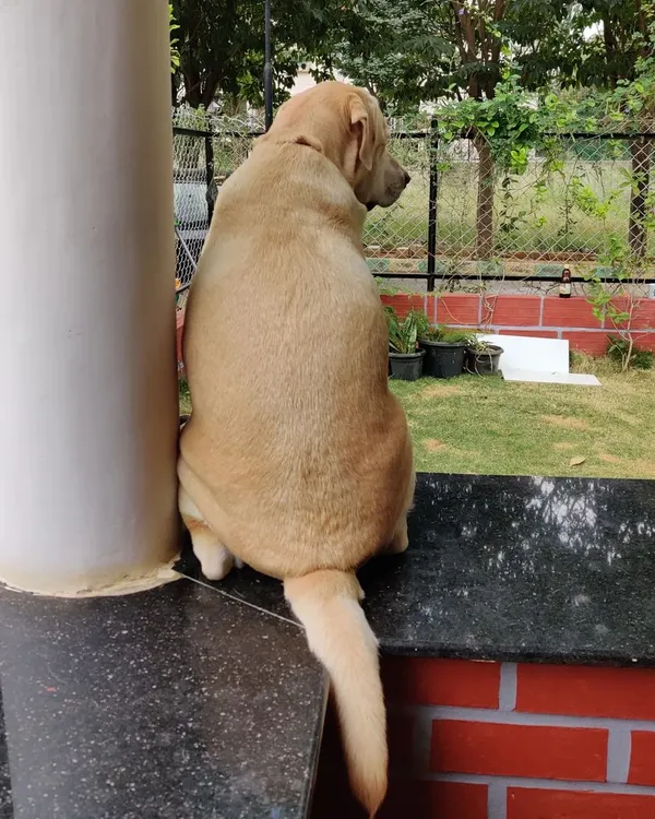 A quiet morning moment for one of our guests. Dogs are free to find their own favorite spots to relax, whether it's watching the world go by from the porch or snoozing in a sunbeam.