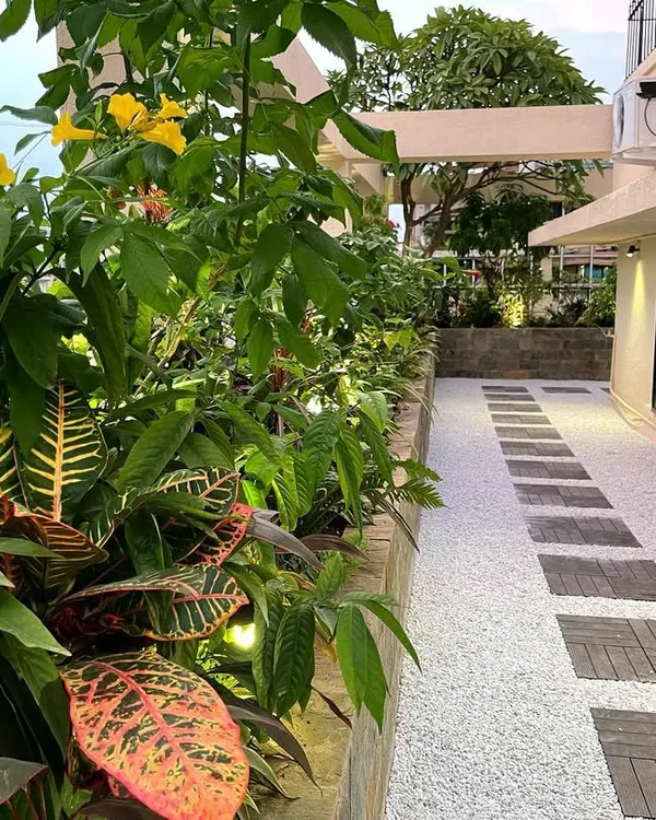 A daytime view of the corporate terrace project, showcasing the vibrant contrast between the yellow Tecoma flowers, colorful crotons, and the clean white gravel path. We select plants that provide color and texture throughout the year.