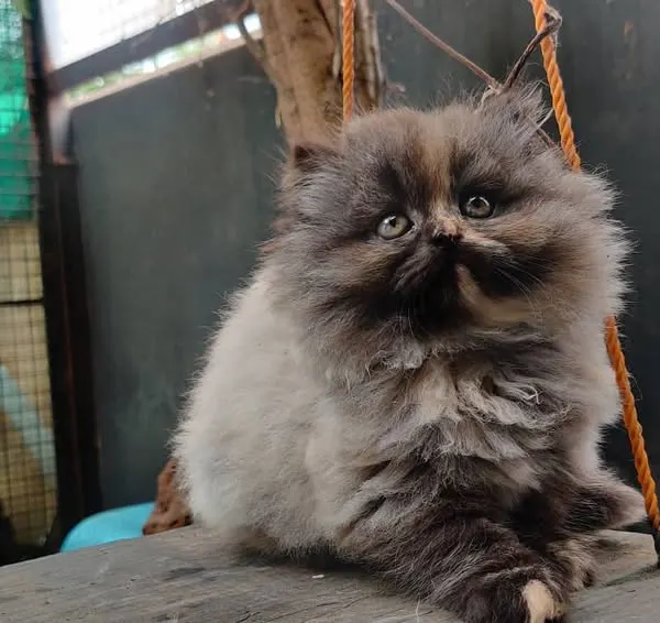 A stunning portrait of a fluffy Persian kitten with captivating eyes. We have extensive experience caring for long-haired breeds and playful young cats.