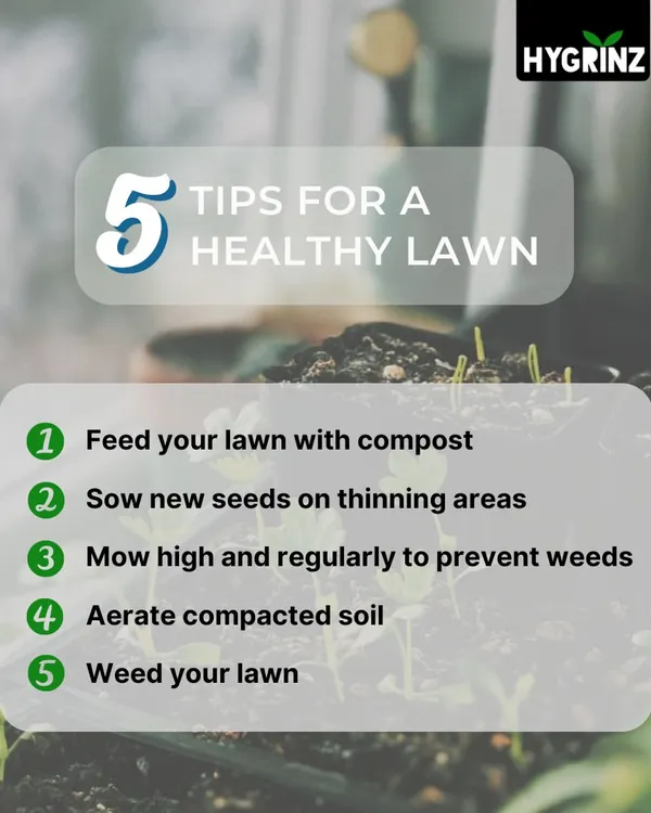 Want a healthier lawn? This guide covers five essential tips, including feeding with compost, mowing high to prevent weeds, and aerating compacted soil for better root growth.