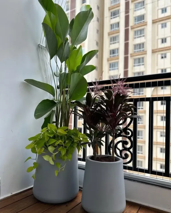 This cozy balcony corner features a tall Calathea and a colorful Cordyline, both of which are pet-safe. We help you choose beautiful plants that won't pose a risk to your furry family members.