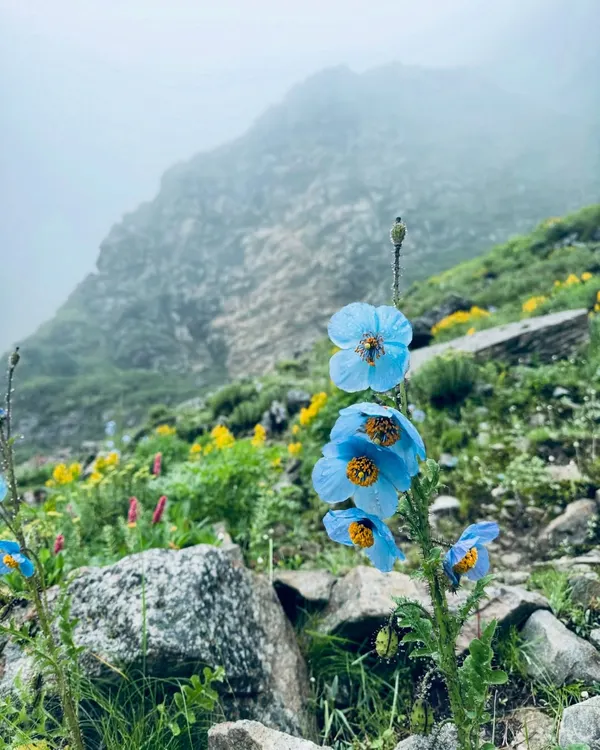 The elusive Himalayan Blue Poppy. Finding this beautiful and rare flower is one of the highlights for many trekkers in the Valley of Flowers.