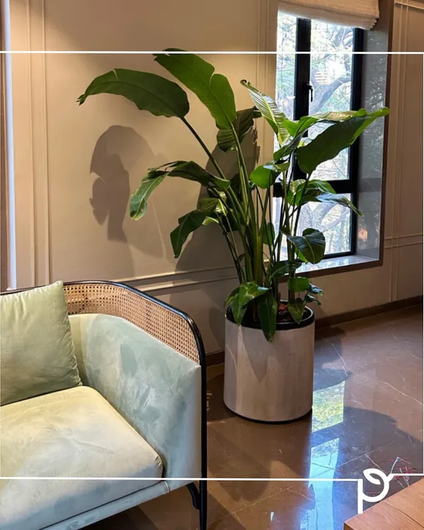 A tall Giant White Bird of Paradise (Strelitzia nicolai) plant in a modern cylindrical planter, adding a touch of tropical elegance to this living room corner. This plant is a favorite for its large, dramatic leaves and ability to thrive indoors with bright, indirect light.