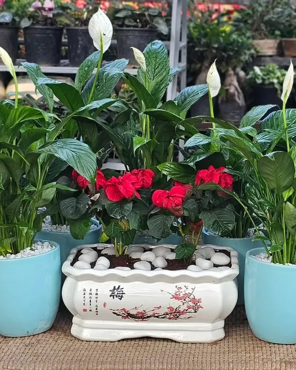 This arrangement combines different styles from my ceramic collection. It features peace lilies in sky-blue glazed pots alongside a rectangular planter with traditional hand-painted details, showing how you can mix and match for a beautiful display.