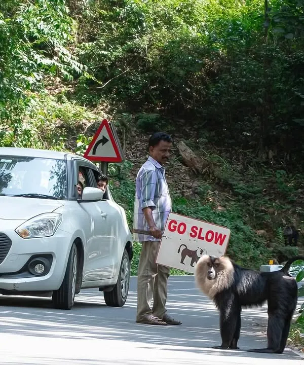 A forest guard holds a "GO SLOW" sign as an endangered Lion-tailed Macaque crosses the road in Valparai. This powerful image captures the direct intervention needed to protect wildlife from traffic in fragmented habitats.
