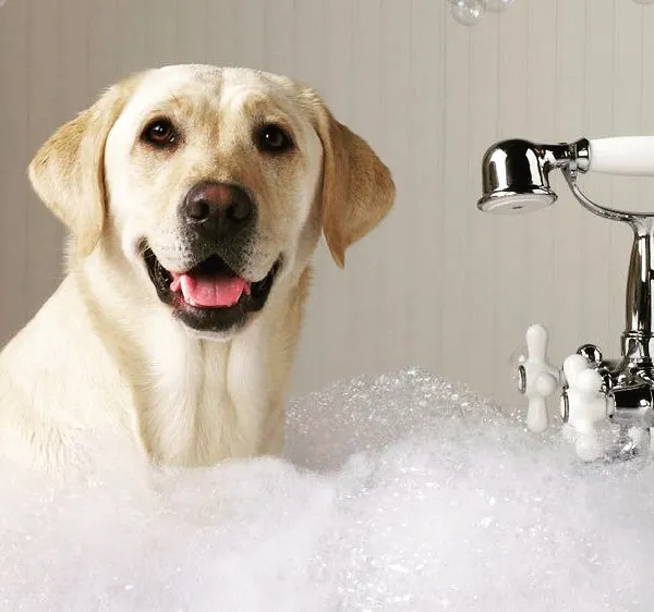 A happy Labrador Retriever enjoying a gentle bubble bath. Our at-home dog wash service is perfect for keeping your pet clean and comfortable, using safe, high-quality shampoos that are great for their skin and coat.