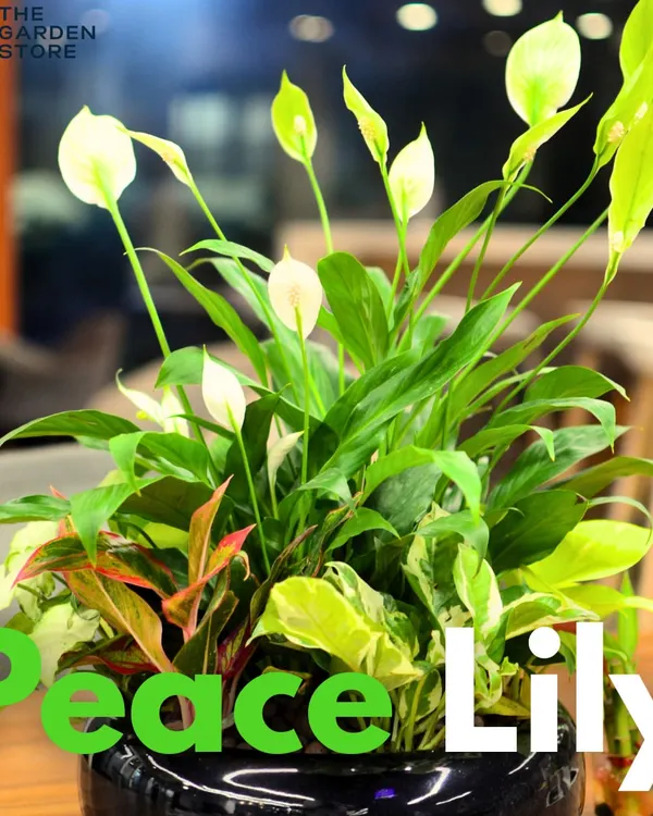 This lush arrangement features the Peace Lily, a plant celebrated for its elegant white flowers and its ability to remove toxins from the air. It's a popular choice for offices and homes seeking both beauty and function.