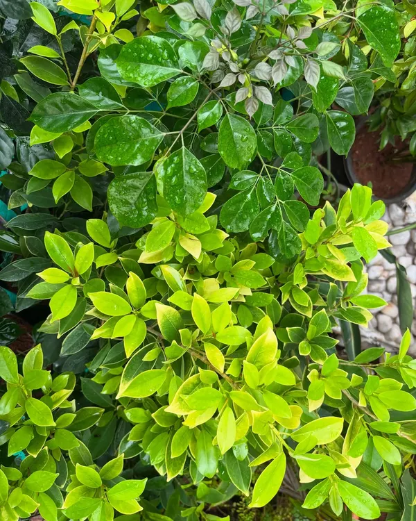 Every leaf tells its own story through its shape, texture, and tone. When you slow down and look closely, you can see nature's design genius. This is a mix of Schefflera and China Doll leaves, glistening after a light mist.