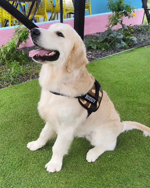 This handsome Golden Retriever, Buddy, is all smiles. The happy, relaxed expression on our guests' faces is our greatest reward.