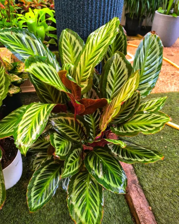This Rakshabandhan, gift a bond that grows. This stunning, bushy Calathea with its intricate leaf patterns is a beautiful and lasting gift for your sibling.