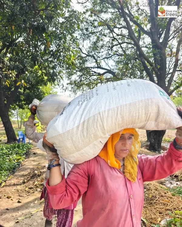 A local woman from our Uldeypur team carrying a sack of compost. These women are the backbone of our projects, bringing invaluable local knowledge and a powerful work ethic.