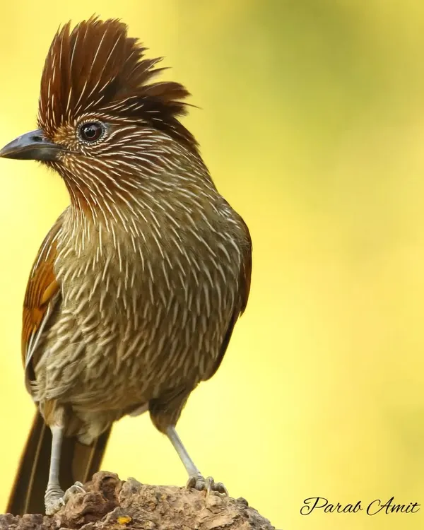The Striated Laughingthrush, with its punk-rock crest and finely streaked body, is a social and vocal resident of the Himalayas. This portrait, with a clean yellow background, highlights the bird's unique texture and personality.