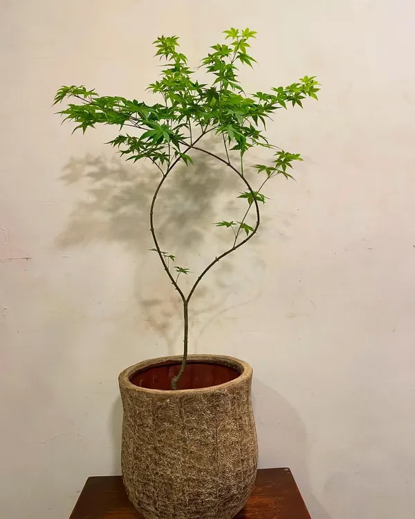 The Acer Palmatum, or Japanese Maple, is the heart of any Zen garden. Its delicate, arching form and finely cut leaves create a sense of elegance and tranquility. Here it is potted in a rustic, earthy planter.