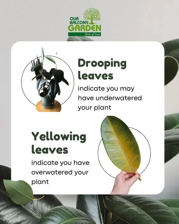 Are your Rubber Plant's leaves trying to tell you something? Drooping leaves often mean it's thirsty, while yellowing leaves can be a sign of overwatering. A little love goes a long way.