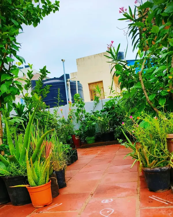 This is a view from a mature terrace garden we maintain. The terracotta tile path is surrounded by a dense arrangement of aloe vera, flowering bushes, and climbing vines, creating the feeling of a hidden garden sanctuary.