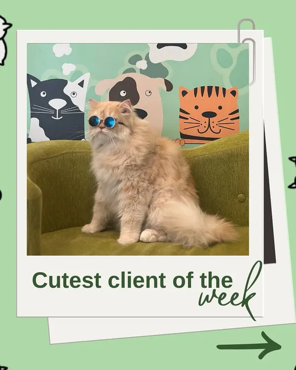 This Persian cat is the definition of cool with his stylish sunglasses. He's one of our cutest clients and knows how to strike a pose.
