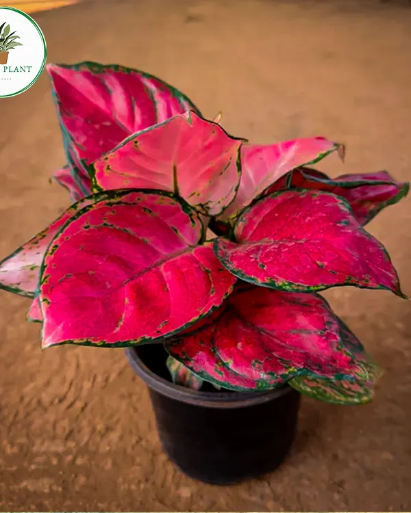 This vibrant pink Aglaonema is a true showstopper. Its brightly colored leaves can liven up any room, and it's surprisingly easy to care for, making it a perfect choice for both new and experienced plant parents.