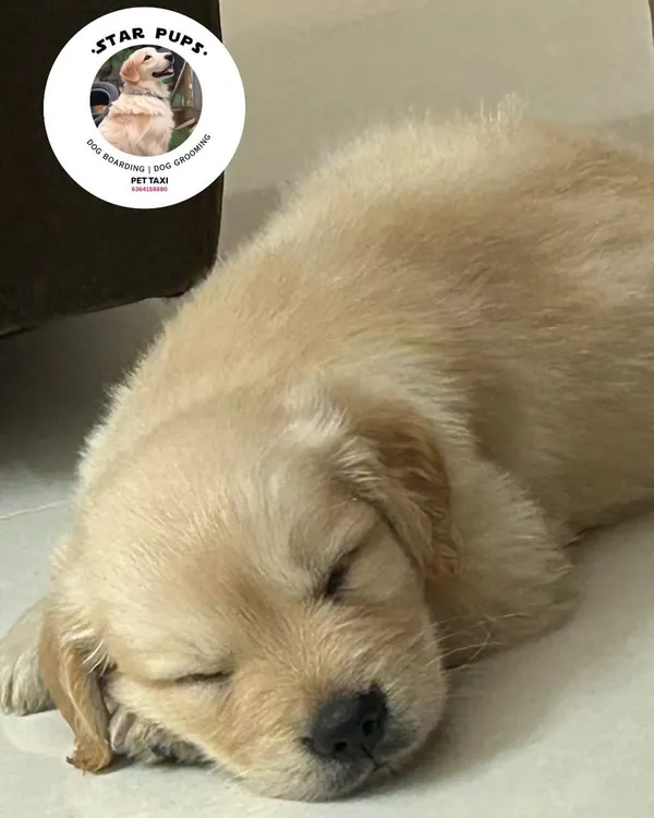 Sweet dreams, little one. This adorable Golden Retriever puppy is fast asleep after a fun day of play. We provide quiet, cozy nap zones for our youngest guests to rest and recharge.