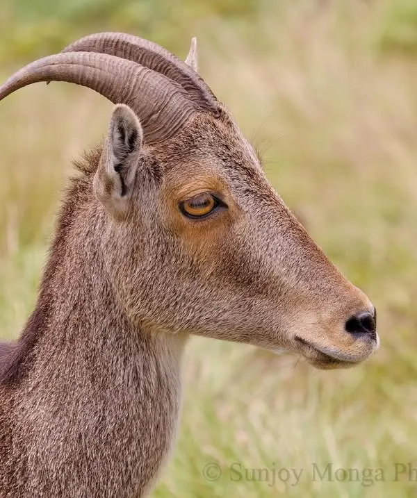 A portrait of the Nilgiri Tahr, a wild goat endemic to the high ranges of the Western Ghats. Its intelligent eyes and elegantly curved horns are a testament to its adaptation to a life on steep, wind-swept crags.