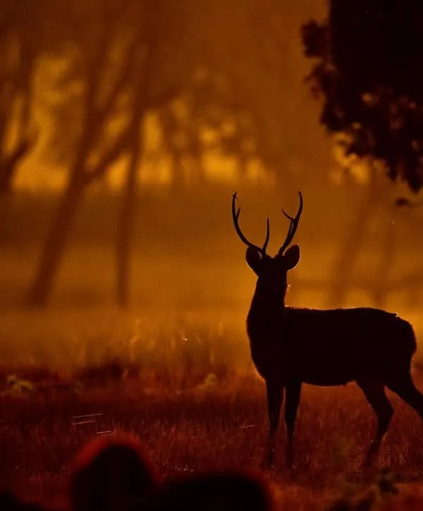 A Sambar deer stag silhouetted against the orange glow of a misty morning in Kanha National Park. The fog and the warm light create a magical, almost prehistoric atmosphere. This is the essence of a jungle sunrise.
