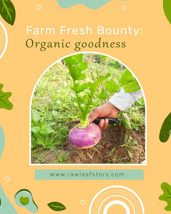 The moment of harvest is what it's all about. Here, a member of our team carefully harvests a purple turnip, a process we repeat daily to ensure everything we deliver is at its peak freshness and nutritional value.
