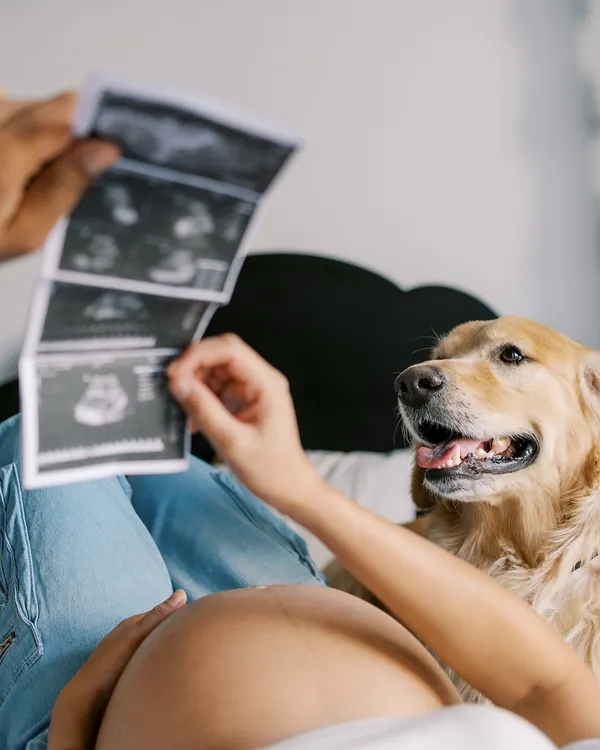 Introducing the new baby to the family's first baby. This close-up shows their curious dog looking at the ultrasound scan, a heartwarming and funny moment.