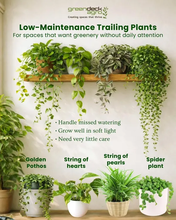 This guide features some of the best low-maintenance trailing plants. These are perfect for spaces that want greenery without daily attention, as they handle missed watering and grow well in soft light.