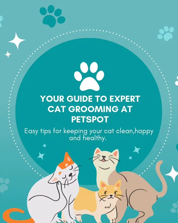 Your guide to expert cat grooming! I believe a well-groomed pet is a happy pet, and I'm happy to share tips to keep your feline friends looking and feeling their best.