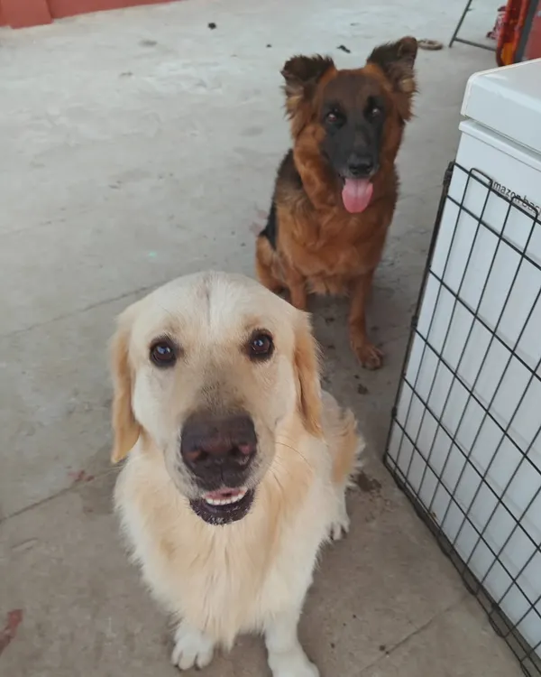 A Golden Retriever and a German Shepherd, two of our happy guests, posing for the camera. My pack includes dogs of all breeds, and they all learn to coexist and play together.