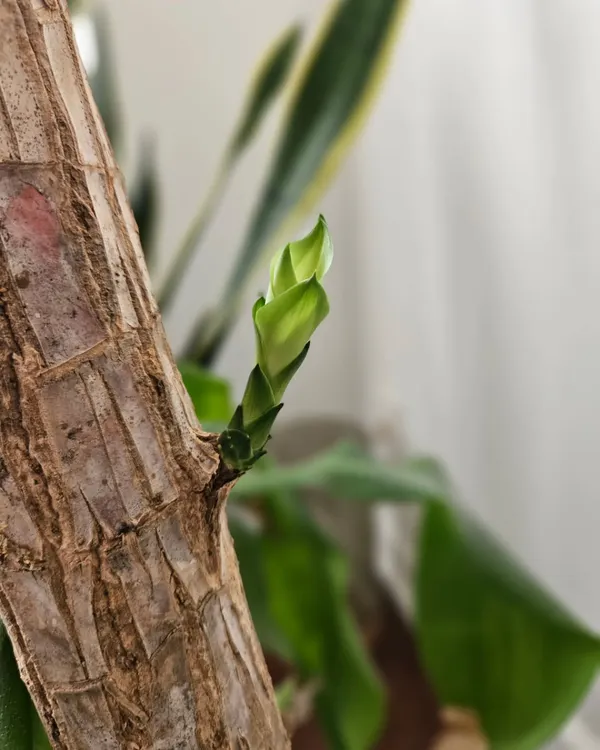 After I trimmed all the dead leaves from my Dracaena plant, I whispered words of encouragement to its bare stems every day. This morning, I saw this new plumule. It reminded me that even when things seem barren, hope and nurturing can bring new life. It is a powerful lesson in self talk and perseverance.