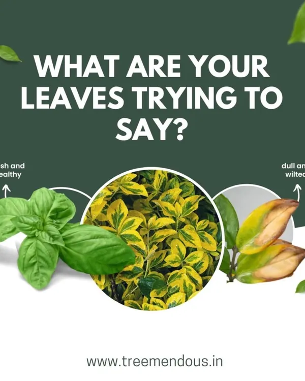 Your plant's leaves are trying to tell you something. Learning to distinguish between a healthy, fresh leaf and one that is dull and wilted is the first step to becoming a great plant parent.