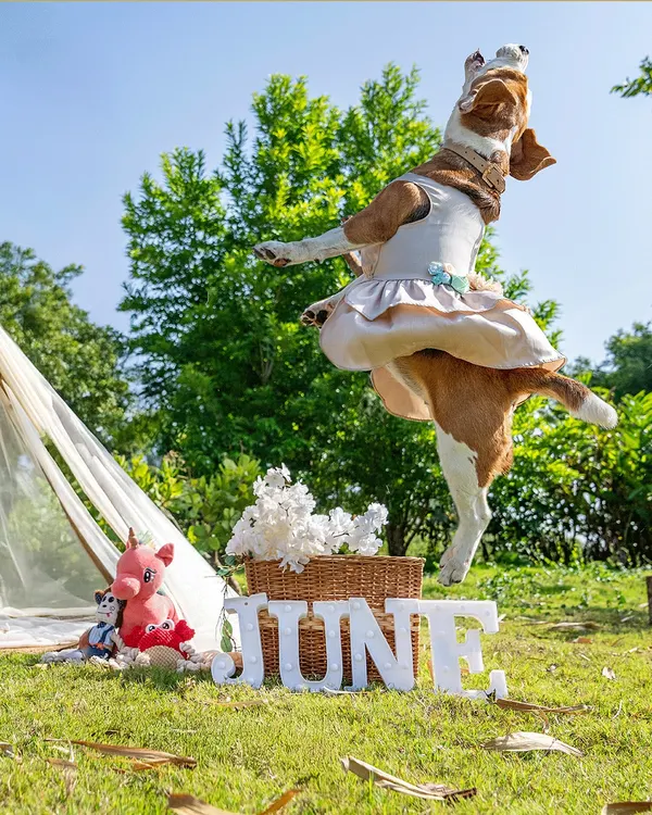 This is what pure, unfiltered joy looks like. For June the Beagle's fifth birthday, we let her do what she does best: leap, twirl, and live her best life. My sessions are all about capturing your pet's true personality, and June's ballerina jump is her signature move.