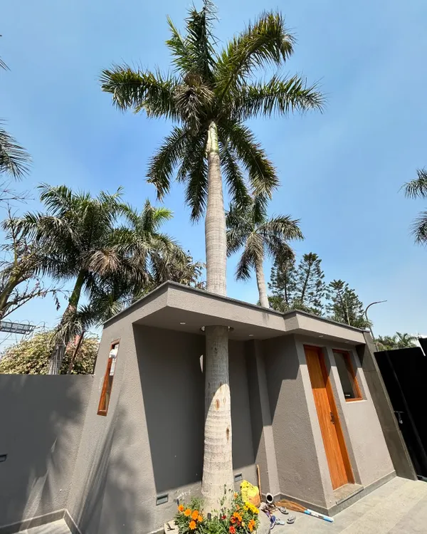 A key principle of our work is designing around existing nature. At Gulmohar Farmhouse, a mature palm tree grows directly through a cutout in the security guard's cabin roof, a clear example of how we adapt our architecture to the site.