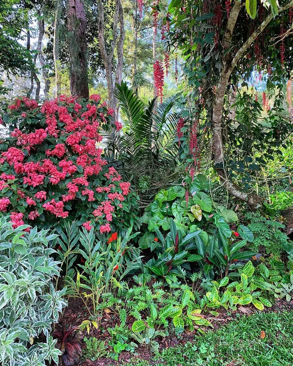 Creating these layered tropical gardens is a meditative process. Here in a Coorg garden, we combined flowering shrubs, broadleaf plants, and delicate ferns to build a living tapestry.