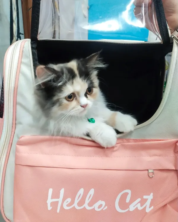This little Persian kitten is ready for a safe and comfortable trip in one of our stylish pet carrier bags. I stock travel accessories that are not only cute but also prioritize your pet's security and comfort on the go.