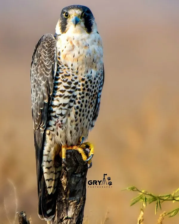 A Peregrine Falcon perched, its sharp eyes scanning the landscape. This portrait highlights the intricate patterns and formidable presence of this apex aerial predator.